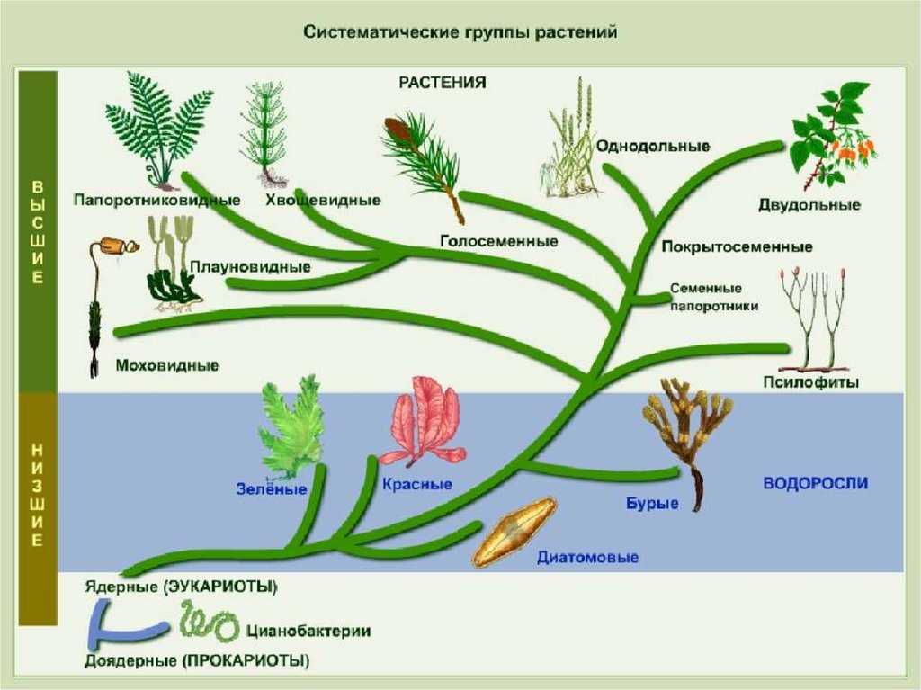 Разница между водорослями и растениями. чем водоросли отличаются от других растений