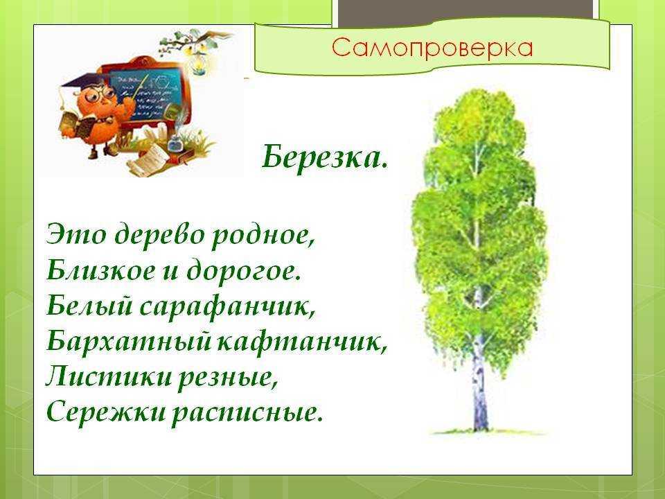 Загадки про березу с ответами. загадки про растения для самых маленьких ребят малышей детей школьника 1 2 3 4 5 6 лет класс детсад