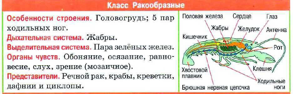 Презентация на тему "разнообразие и значение ракообразных" по биологии для 6 класса