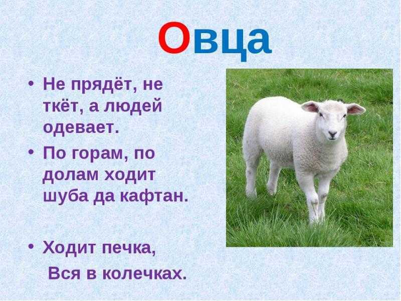 На этой странице размещены загадки про овцу для детей и взрослых Овцы — это животные, которые живут в стадах Овцеяковы — старинная порода, диких овец Данная порода обычно содержится для получения мяса, шерсти и овчины