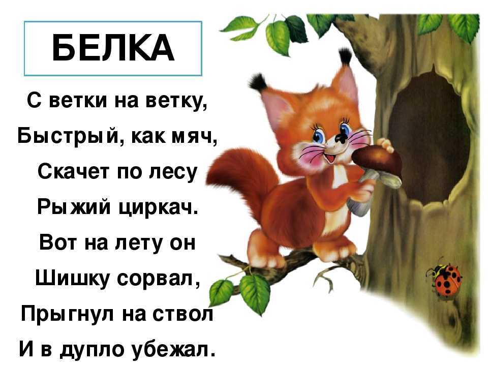 Загадки про белку с ответами: 65 лучших загадок для самых маленьких и детей постарше / mama66.ru