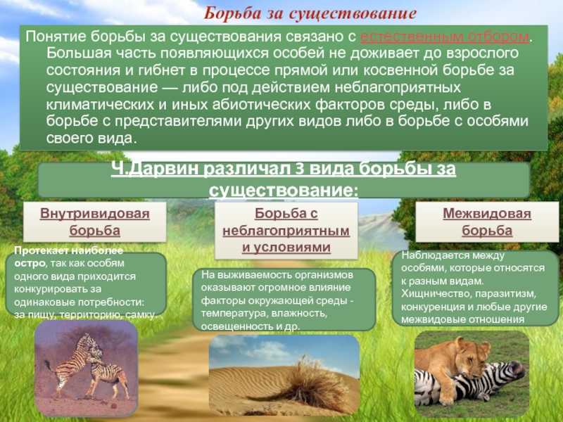 Борьба за существование в биологии: ее формы и причины - tarologiay.ru