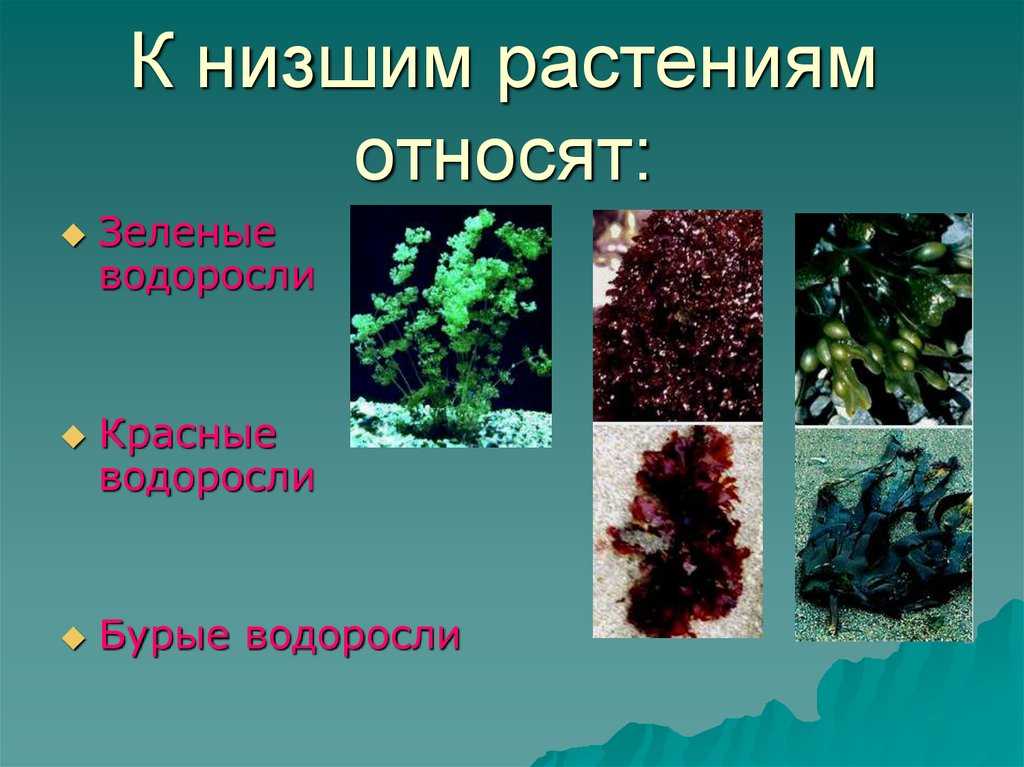 10 различий между растениями и водорослями