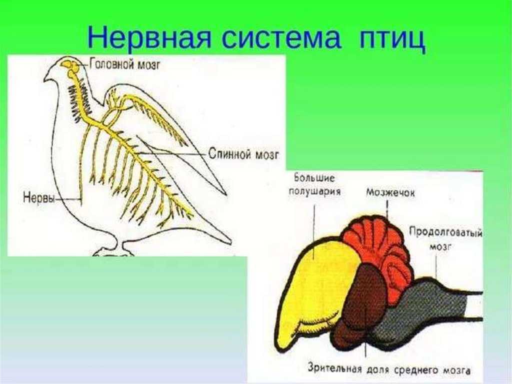Головной мозг птиц и его особенности