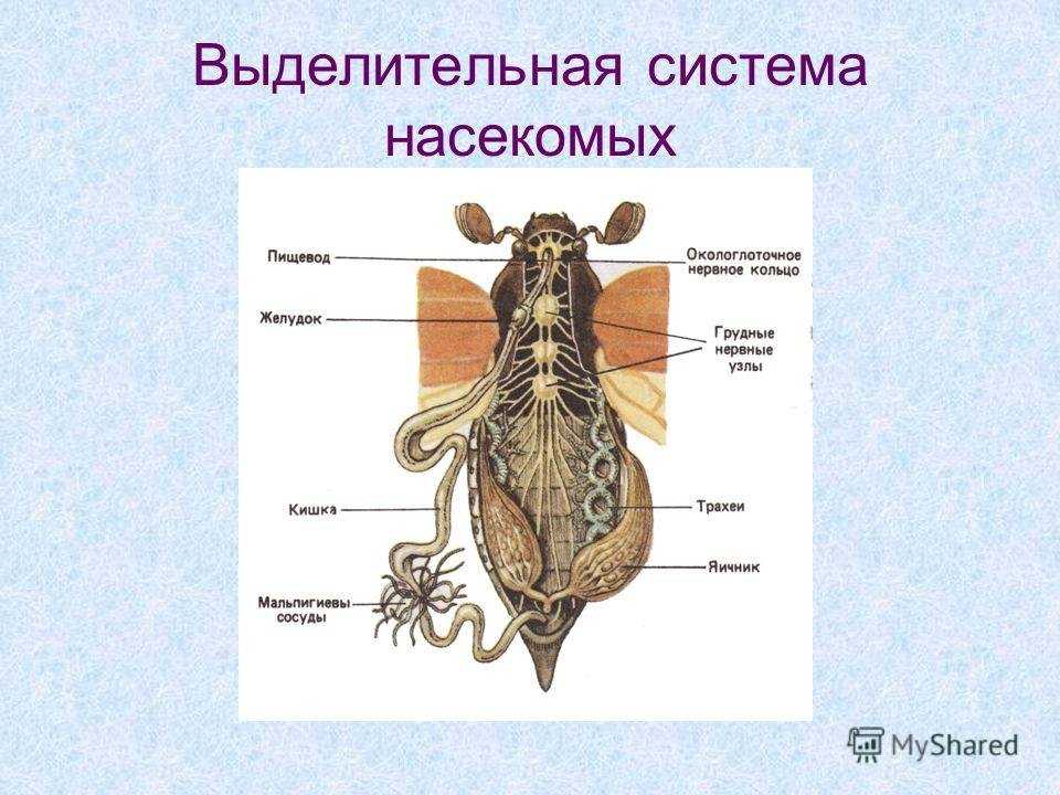 Строение нервной системы насекомых: особенности и функции