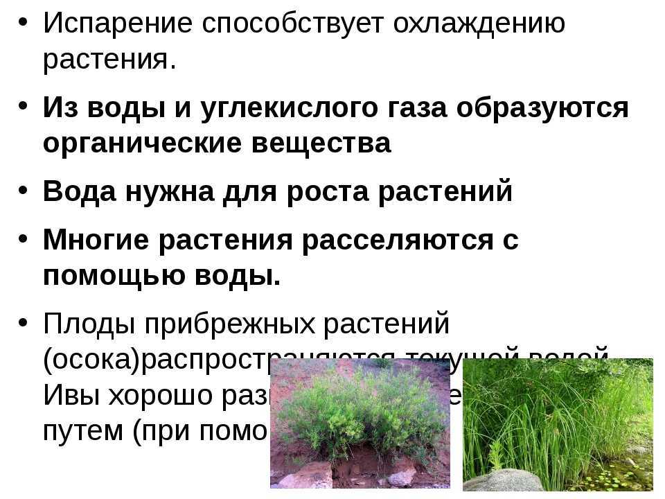 Берегите природу! топ-7 сочинений для 1-6 классов