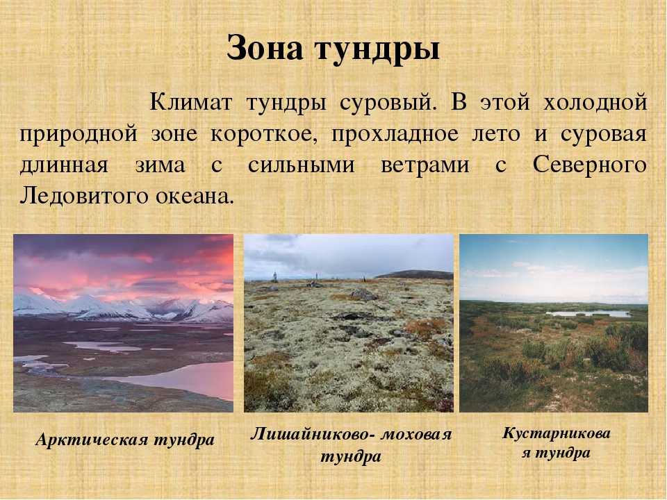 Тундра и лесотундра | животный мир россии