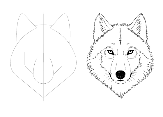 Как нарисовать волка - поэтапно создаем рисунок волка своими руками (115 фото и видео)