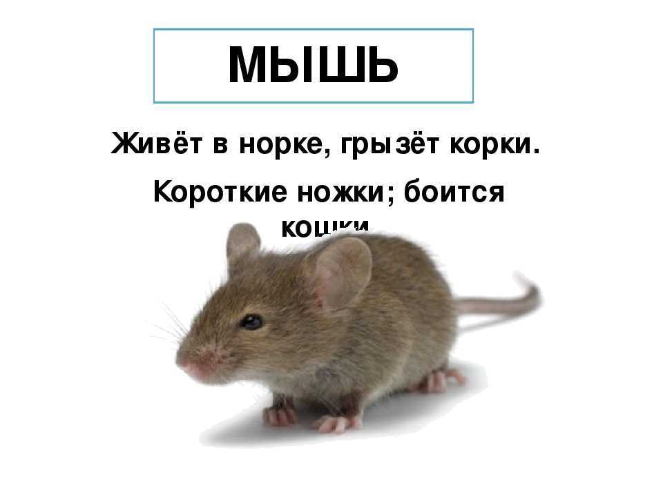 Загадки про домашних и диких животных для детей с ответами