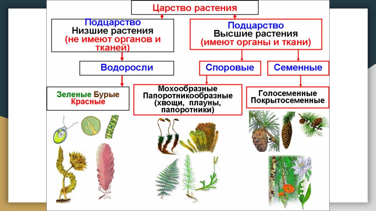 Урок 7: царство растения - 100urokov.ru