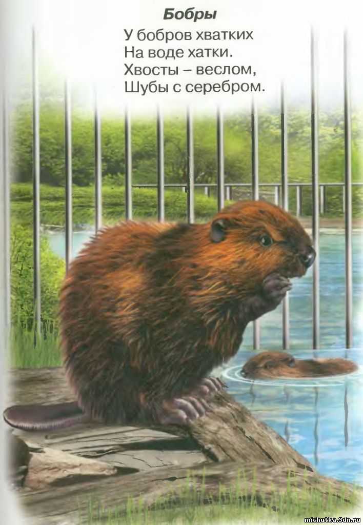 185 добрых и смешных загадок про животных для детей