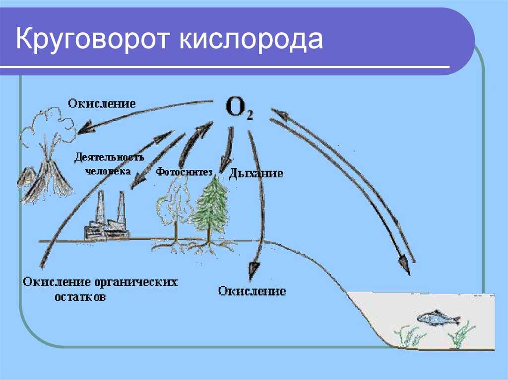 Биосфера. круговорот веществ в биосфере. глобальные изменения в биосфере. | егэ по биологии
