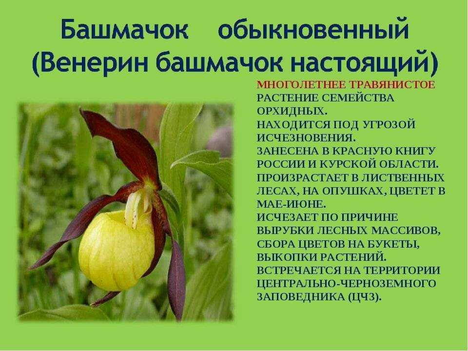 Растения, занесенные в красную книгу россии