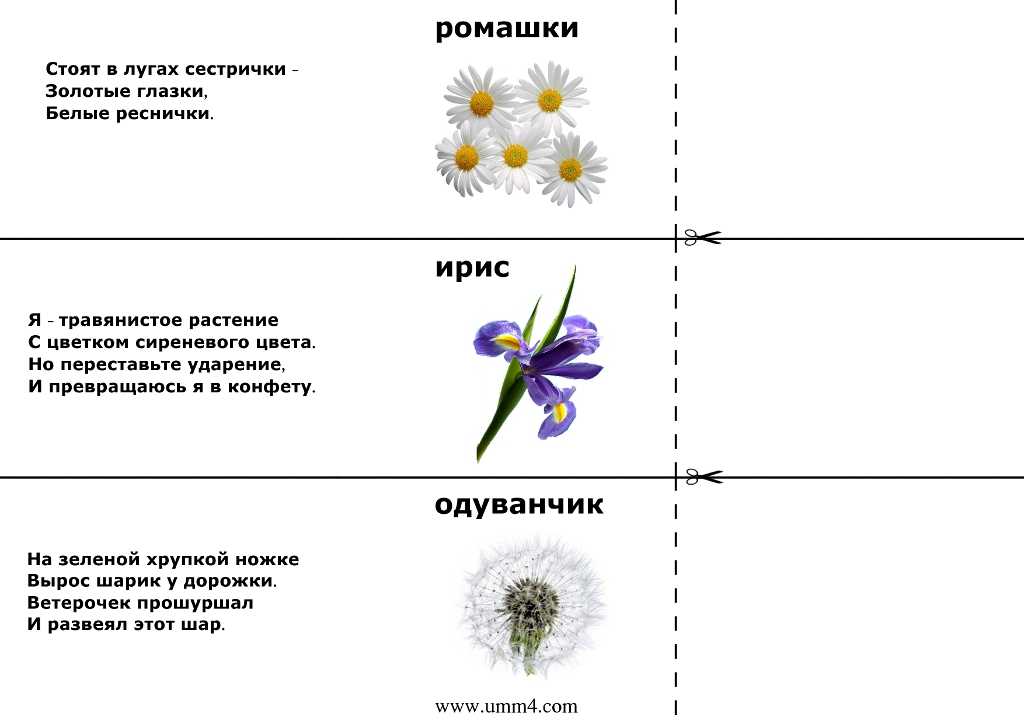 Загадки с ответами про растения