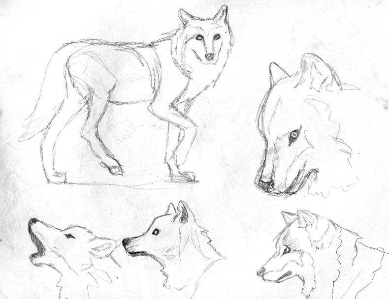 Как нарисовать волка карандашом поэтапно для начинающих