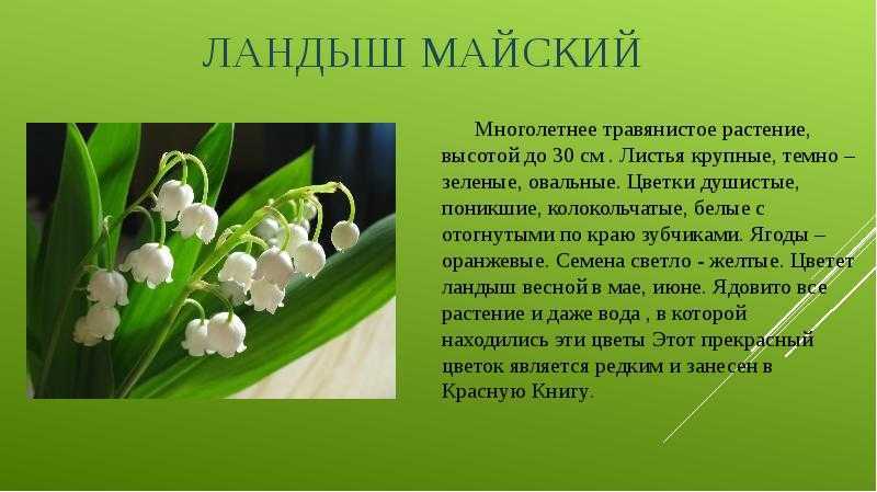 Ландыш майский: описание, когда цветёт, где растёт, интересные факты