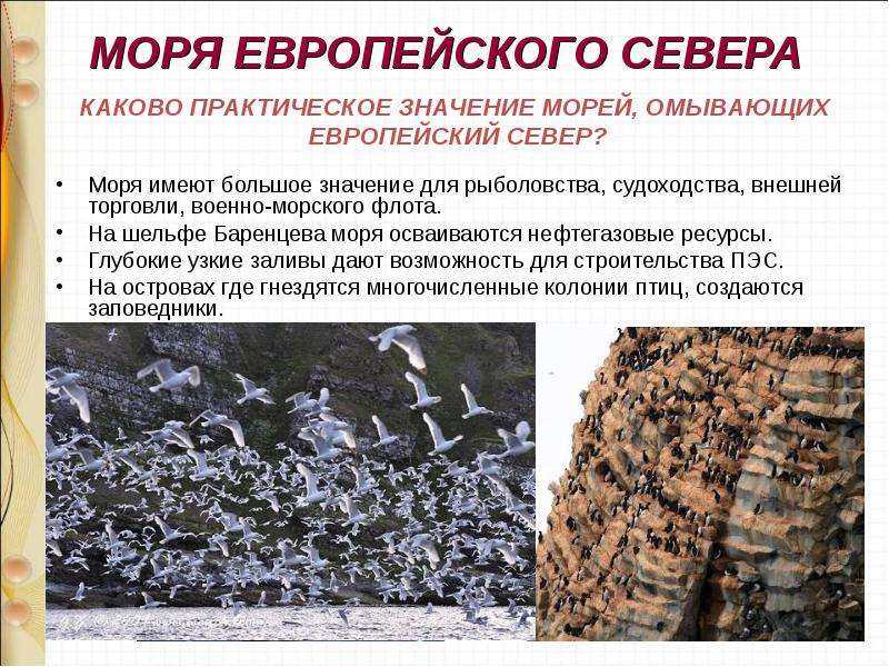 Природа европейского севера презентация, доклад, проект на тему