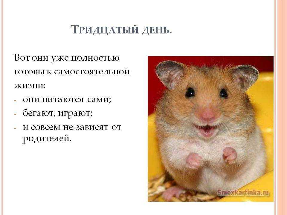 Загадки детям — по возрасту