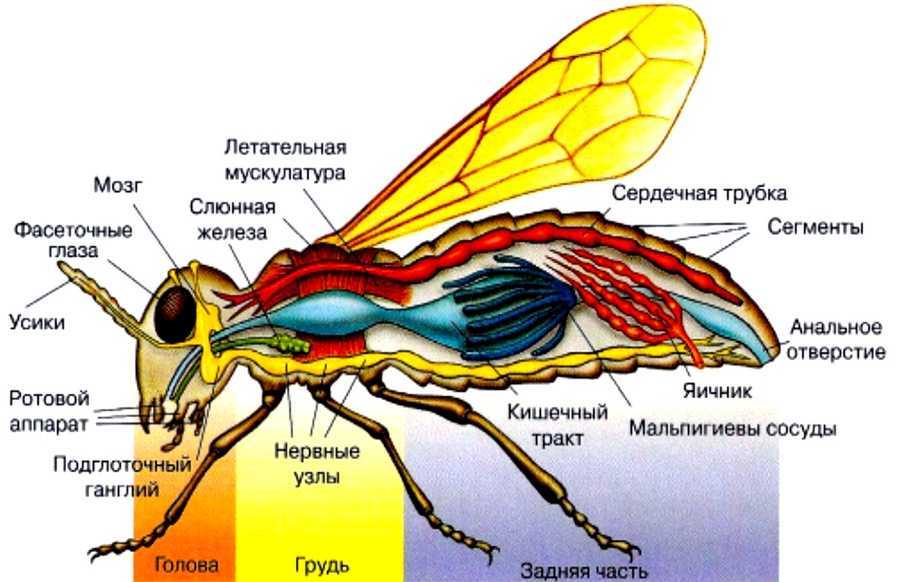 2.9.1. строение нервной системы - bee-keeper.ru
