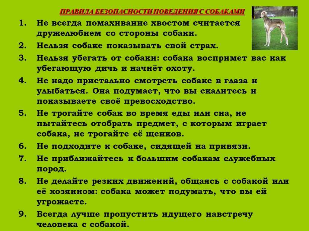 Техника безопасности работы с животными. реферат. безопасность жизнедеятельности. 2006-11-25