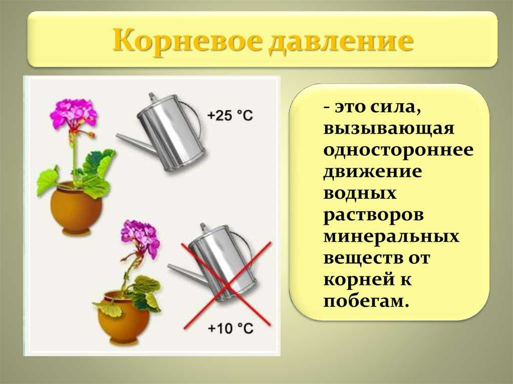 Корневое давление в растениях: подробное объяснение для обучающихся 6 класса