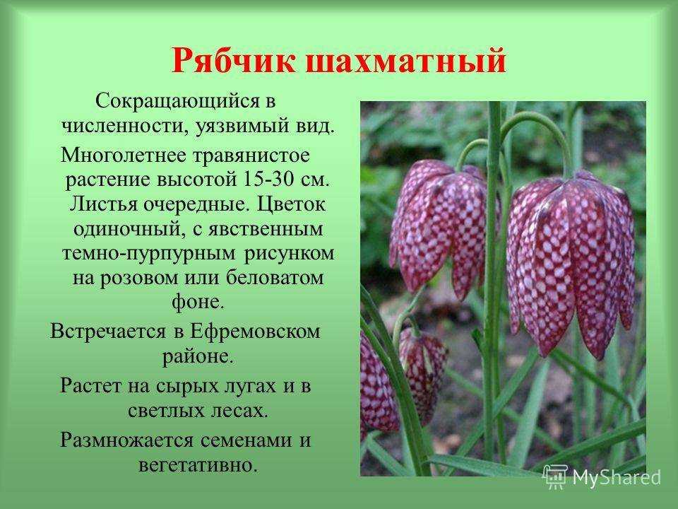 Растения красной книги россии: внешний вид, фото, особенности, интересные факты, среда обитания