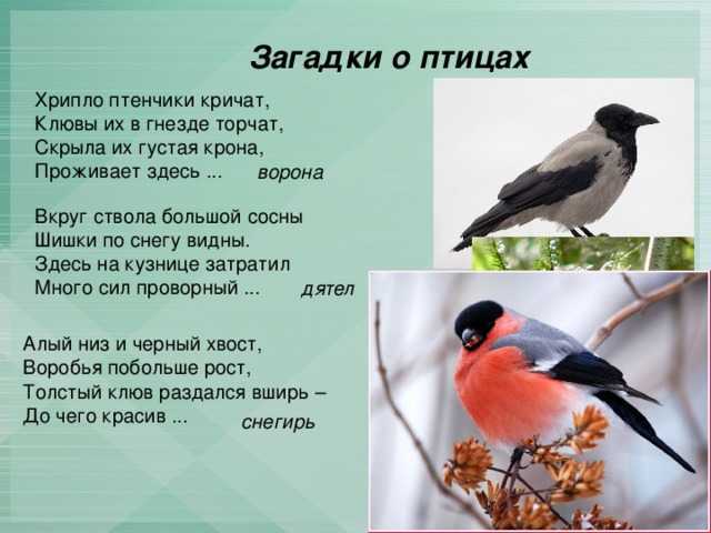 Презентация на тему: "обучающее изложение в воде купался, сухим остался. щиплет за пятки – беги без оглядки. белый как снег, надутый как мех, лопатами ходит, а рогами ест. белы.". скачать бесплатно и без регистрации.