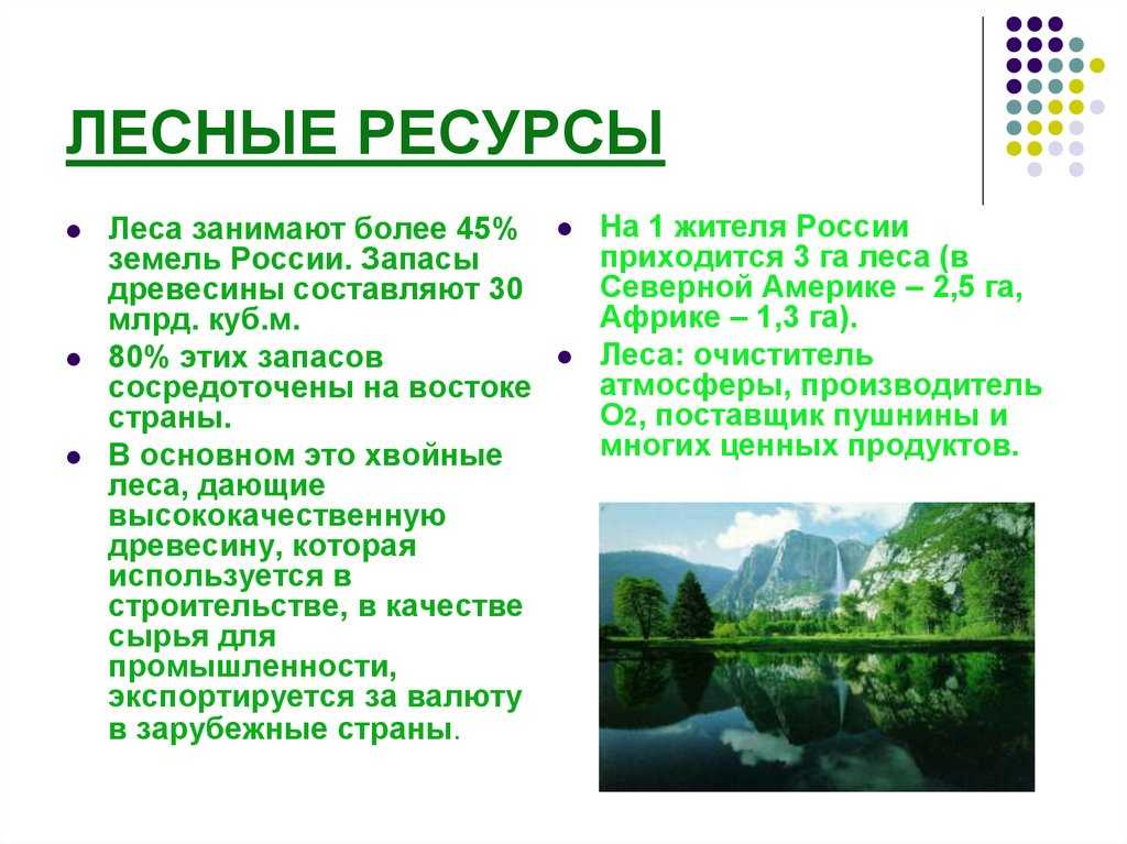 Лесные ресурсы