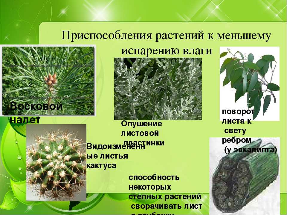 Адаптация кактусов - 90% людей этого не знают