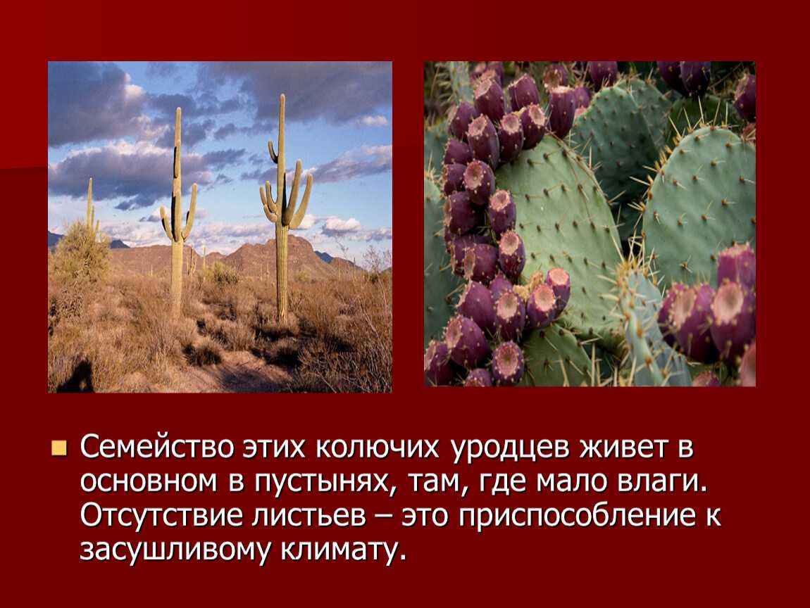 Биологическая роль адаптации кактуса кратко