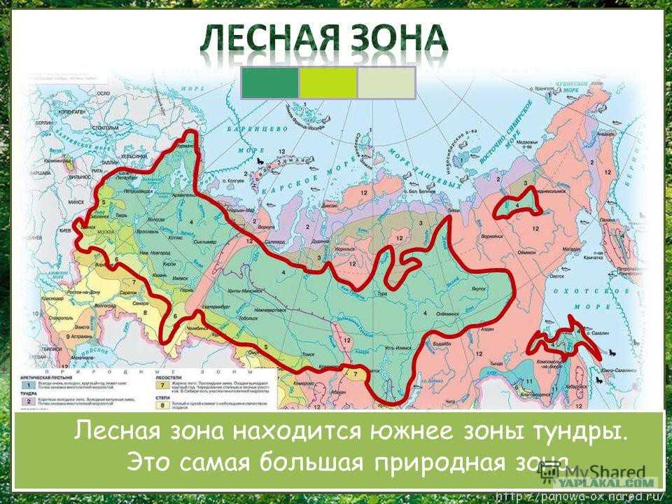 Заповедники лесной зоны россии: величественный комплекс богатств