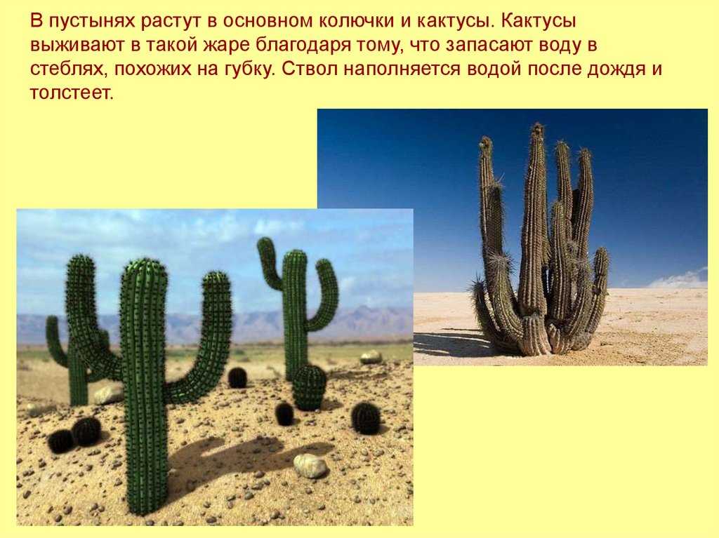 Растения пустыни: адаптация, представители пустынной флоры
