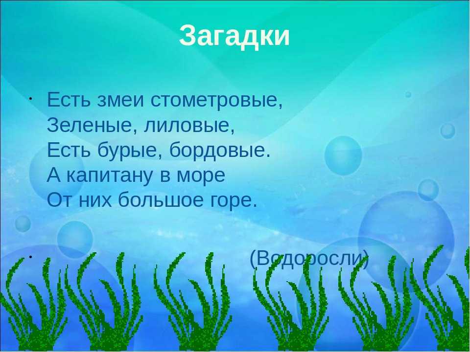 Загадки водоросли для детей