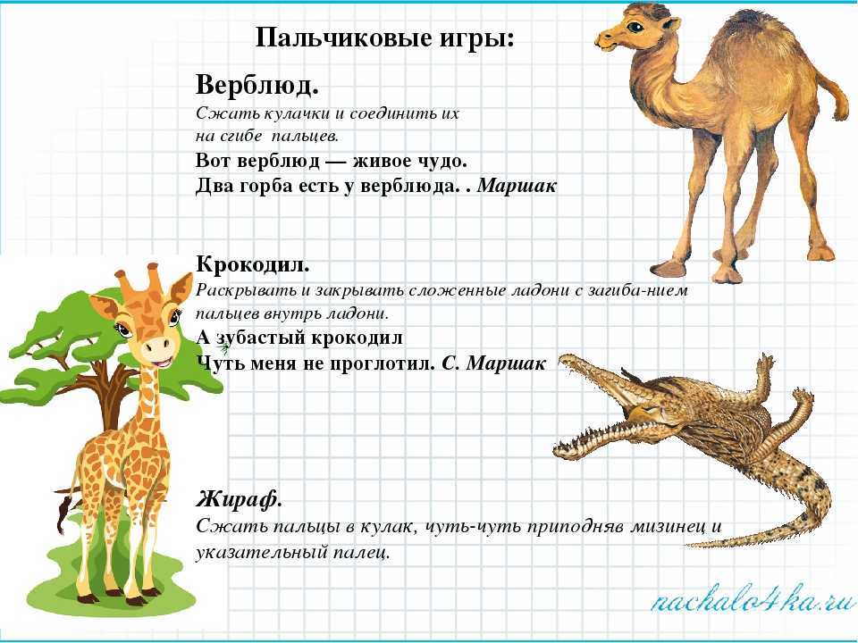 Травоядные, или растительноядные животные: характеристика, примеры и фото