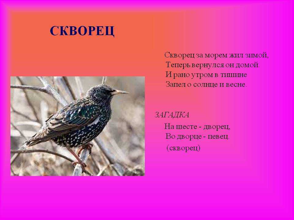Загадки о голубе с ответами