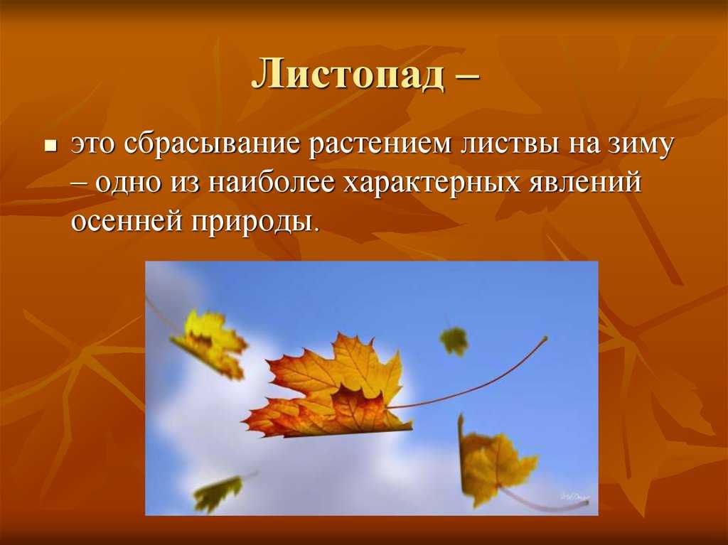Листопад: что это такое, как и почему происходит, значение в природе