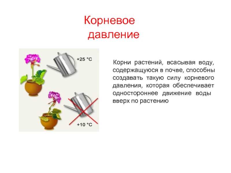 Что такое корневое давление растений, описание процесса