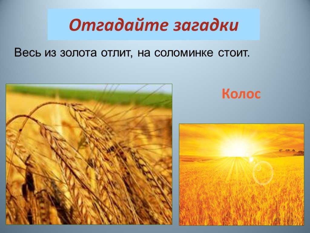 Загадки про урожай. самые классные загадки