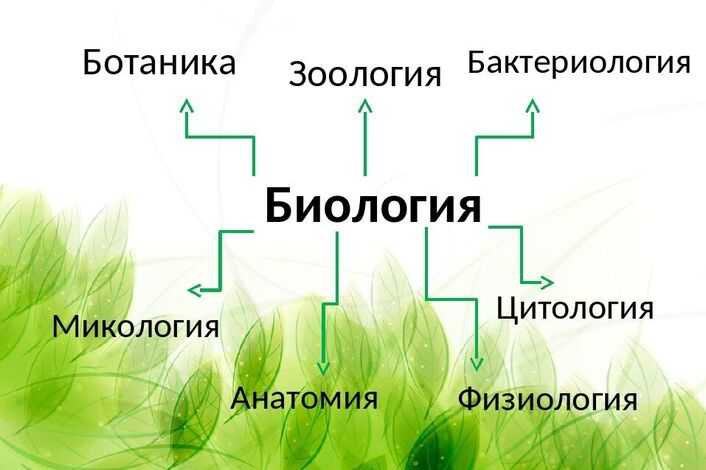 Ботаника — наука о растениях, что она изучает?