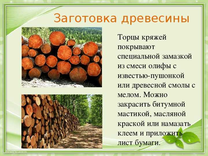 Презентация по технологии на тему использование древесины человеком 5 класс  доклад, проект