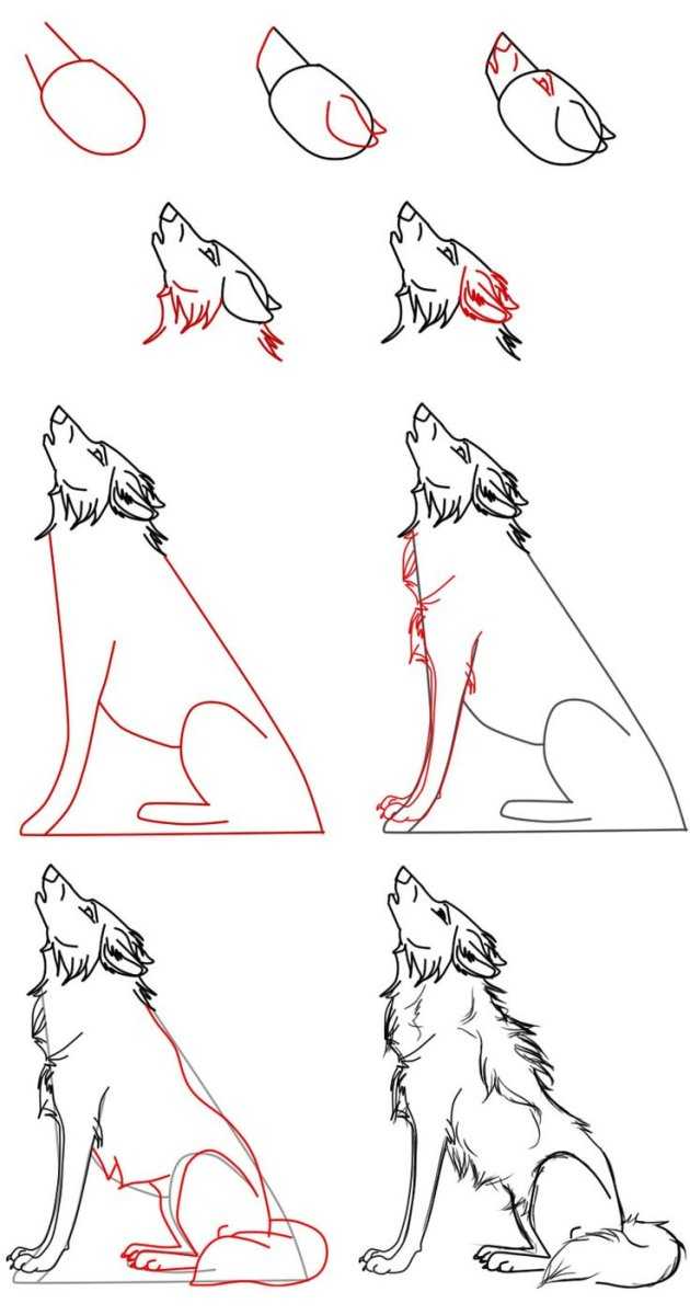 Как легко и красиво нарисовать волка поэтапно карандашом для начинающих