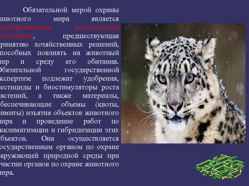 Обеспечение биологического разнообразия: охрана редких и находящихся под угрозой исчезновения объектов животного мира