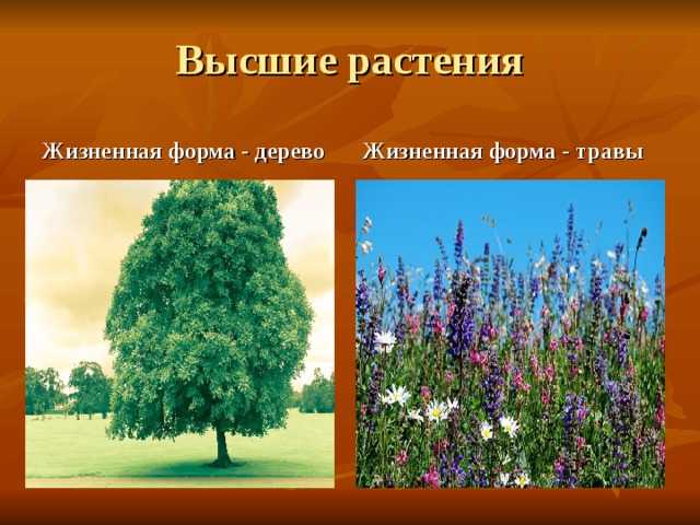 Растения и их роль на нашей планете