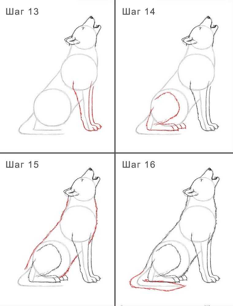 Как нарисовть волка | рисунок волка поэтапно карандашом