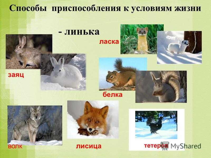 6.3. результаты эволюции: приспособленность организмов к среде обитания, многообразие видов. доказательства эволюции живой природы.