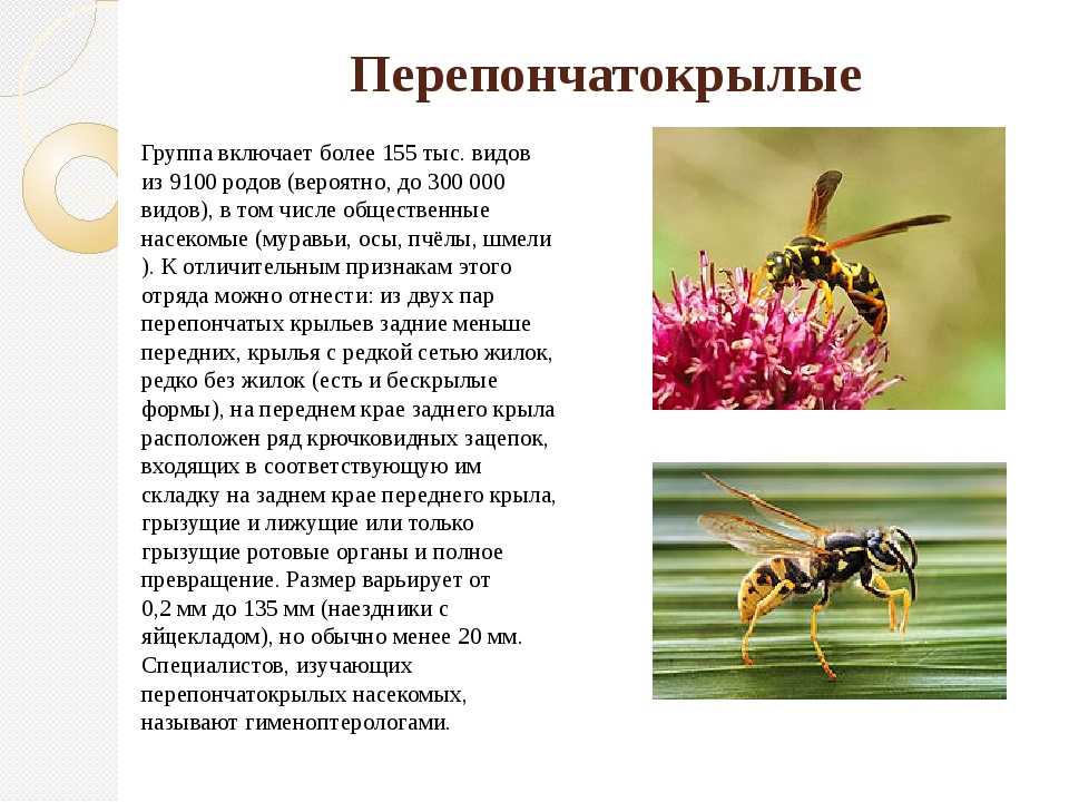 Виды ос какие бывают их особености