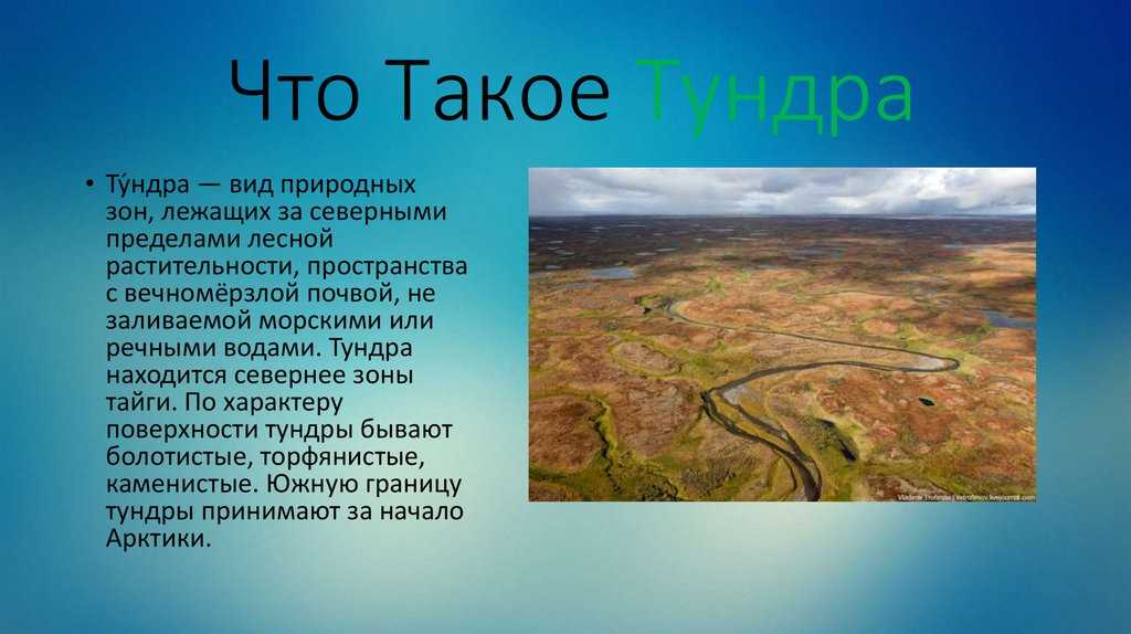 Тундра. кратко