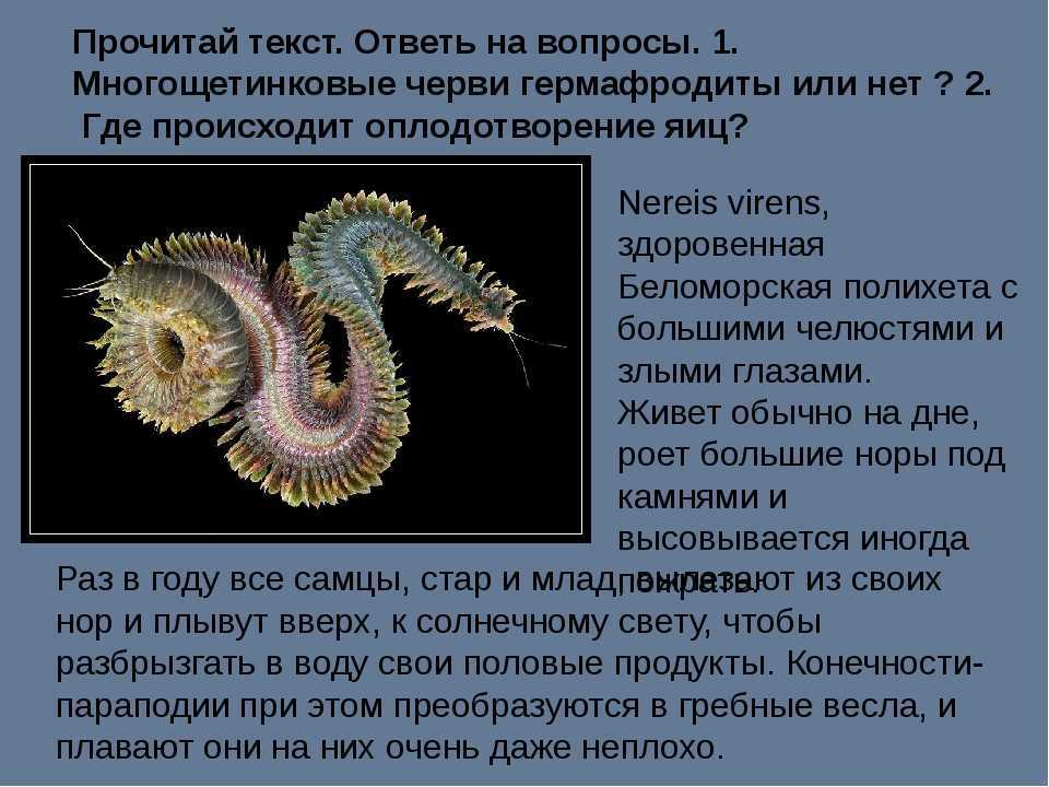 Пескожил