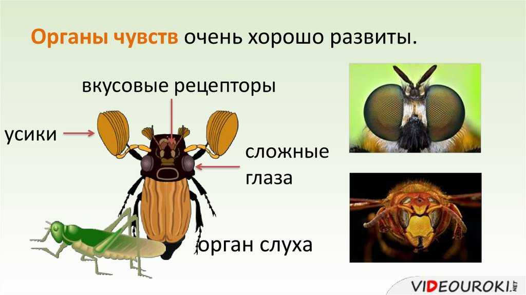 ✅ из чего состоит нервная система насекомых - plus48.ru
