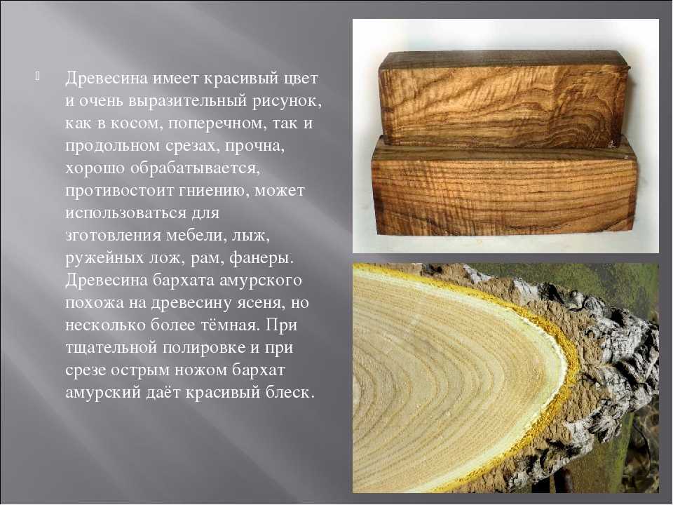 Краткая история художественной обработки древесины. область применения древесных пород | контент-платформа pandia.ru